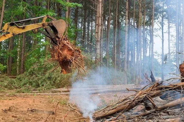Emergency & Storm Tree Work