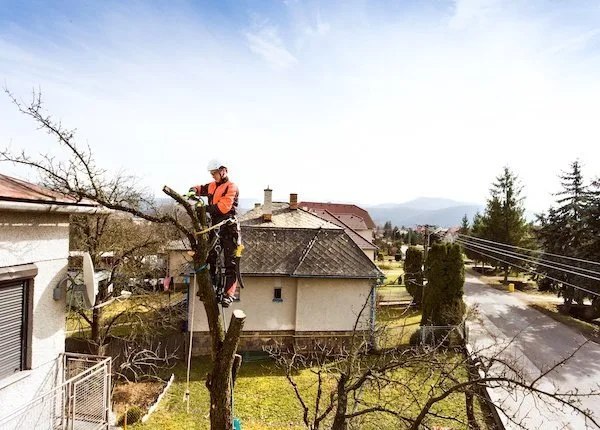 Tree Lopping